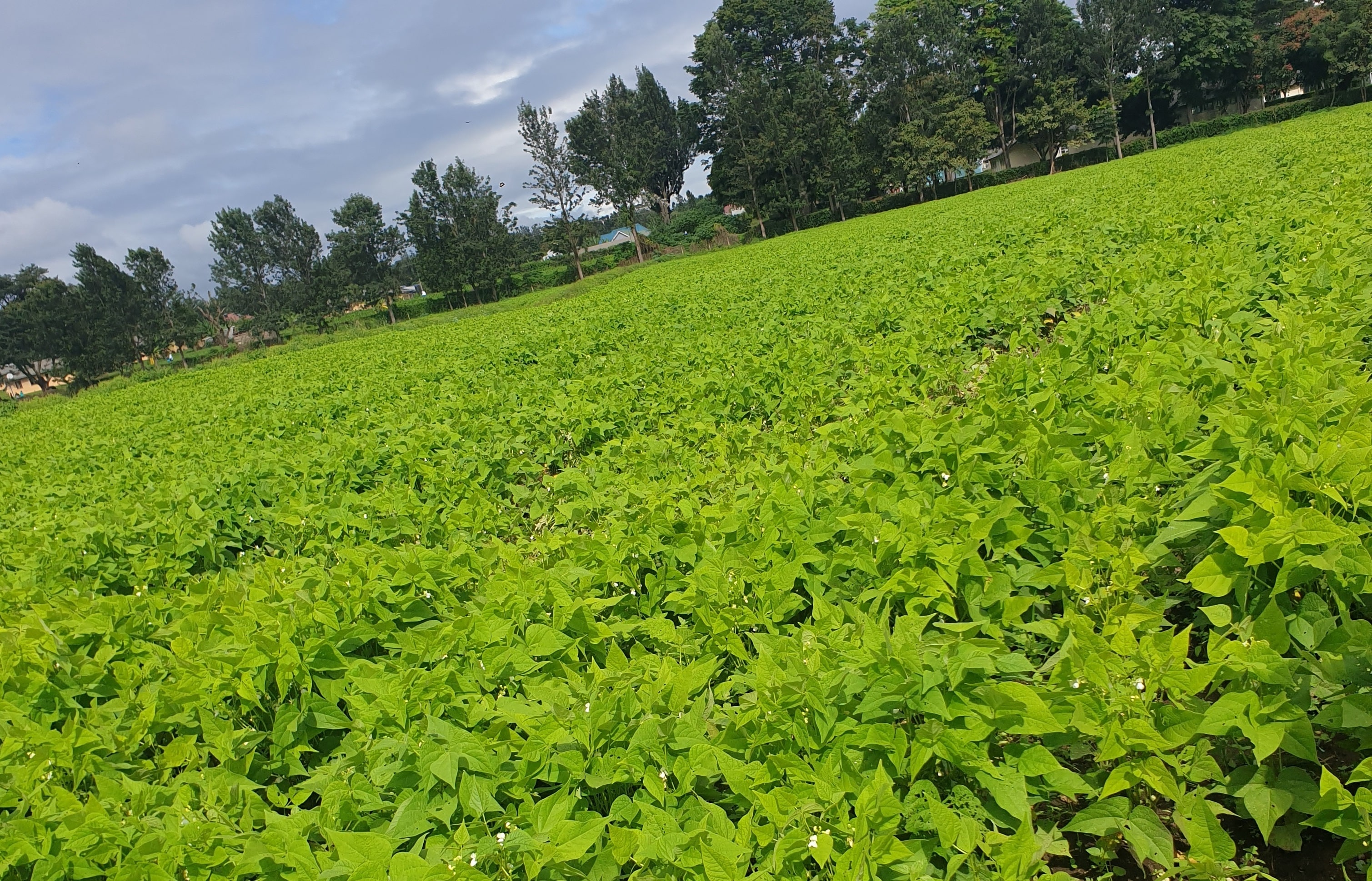 Crop varieties background